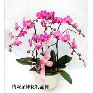 上海鲜花,喜庆蝴蝶兰