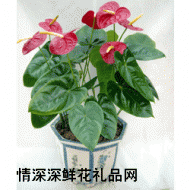 盆花植物,红掌