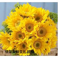 ,Sunflower