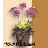 盆栽兰花,鲜花礼篮
