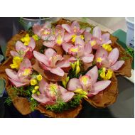 花惠兰,蝶恋花